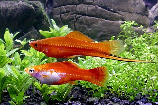 Fische für Anfänger im Kurzportrait vorgestellt! » Aquarien-Tipps.de