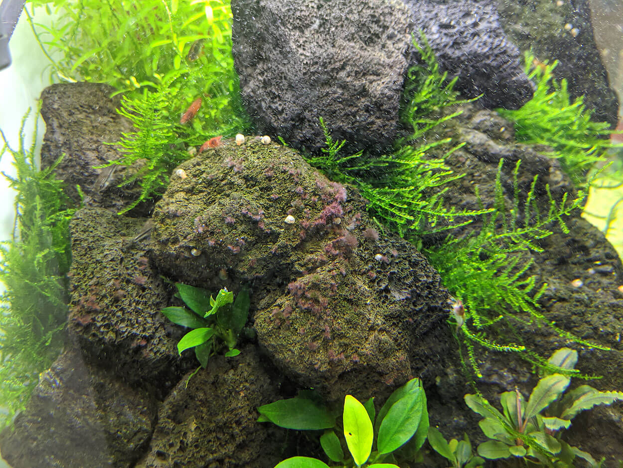 Algen Bekämpfen Aquarium